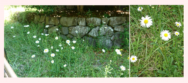 運動公園内に咲く白い花✿ |